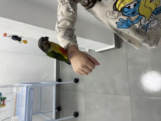 קוניור גרין צ’יק צעיר האכלת