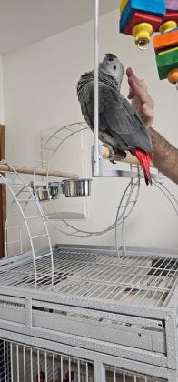 תוכי ג'אקו בן 4 חודשים