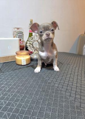 גור צ'וואווה ראש תפוח צבע