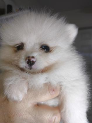 דובי פומרניין