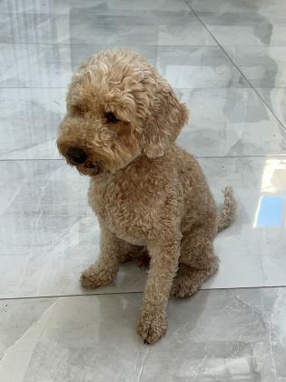 אמיגו , כלב חברותי ותוסס מחפש שידוך