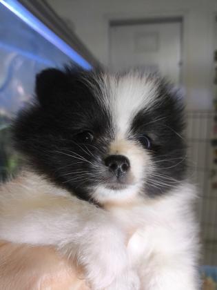 דובי פומרניין