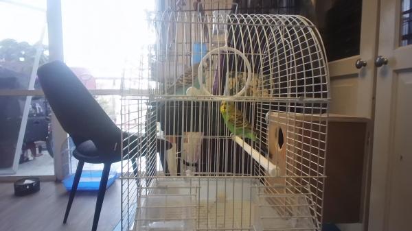 קוקטייל האכלת יפה וחמוד אוהב