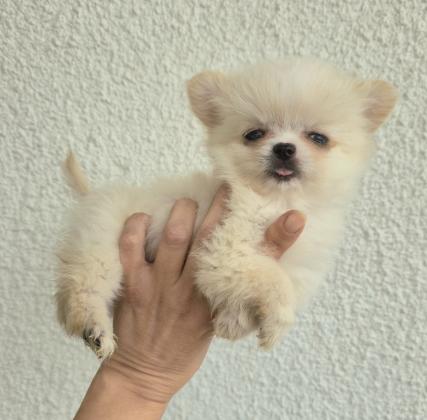 גור ציוואוואה מיני קטן בן