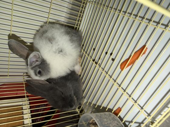 נקבה וזכר (לא אחים) ימסרו