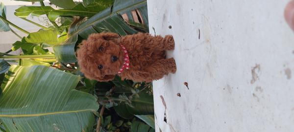 גורי פודל בני חודשיים לאחר חיסונים