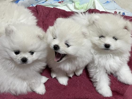 פומרניאן בני חודשיים מחוסנים שני