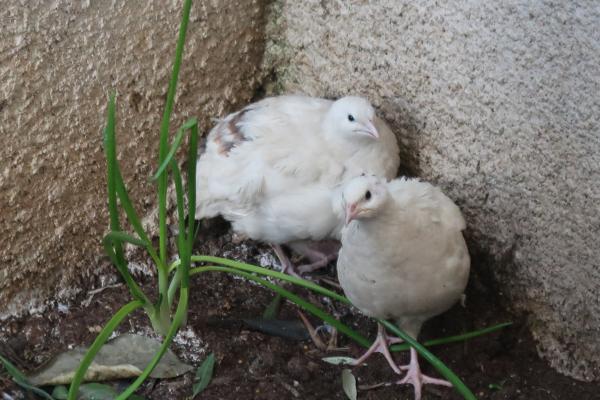 זוג סלבים מטילים (יצא אפרוחים