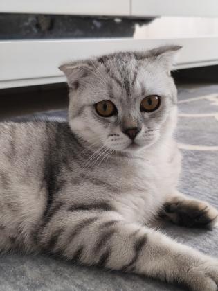 חתולים בריטיים מזמינים לזיווג,אזור מרכז