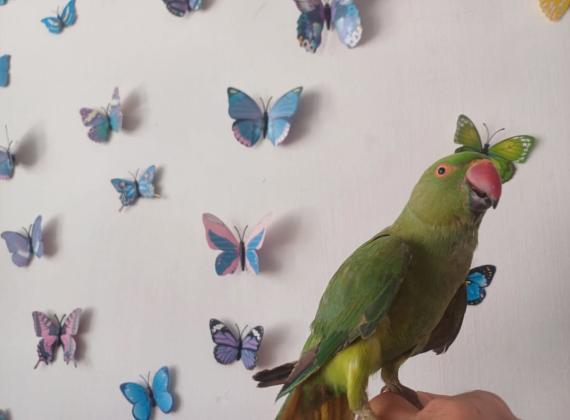 תוכי דררה האכלת יד לא נושך