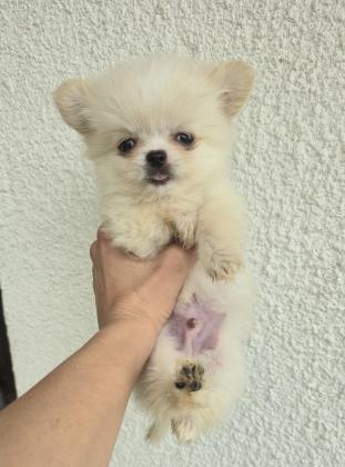 גור ציוואוואה מיני קטן בן