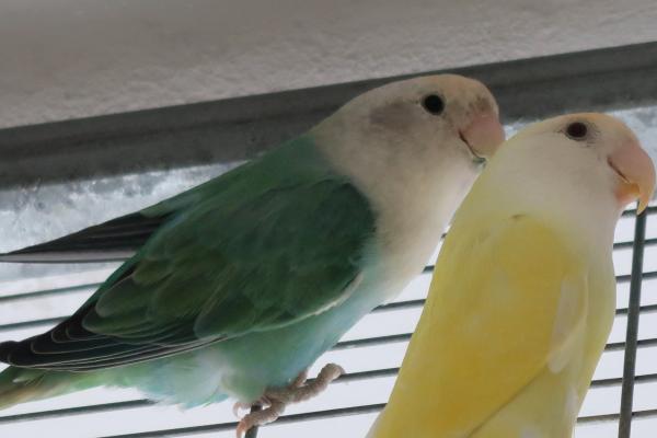 זוגות עובדים צעירים מהממים ונדירים