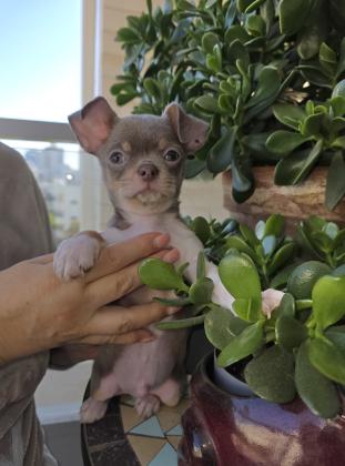 גור צ'וואווה ראש תפוח צבע