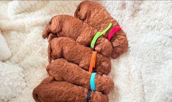 המלטה ביתית של גורי פודל טוי אדומים