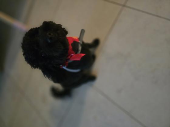 פודל טוי נקבה בת שנה