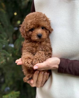 גורי פודל צעצוע מקסימים ~ איכות מעולה