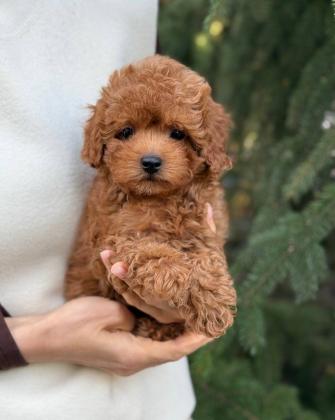 פודלים חמודים בצבע חום