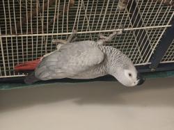 תוכי חכם ופעיל אוהב חברה