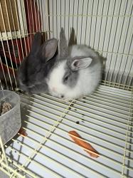 נקבה וזכר (לא אחים) ימסרו