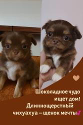 גור צ'יוואווה ארוך שיער בצבע שוקולד