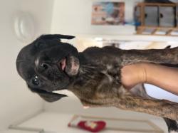 בוקסריות גזעיות מעלפות נישארו שלוש