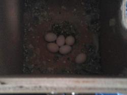 4תוכונים אוסטרלים 2 זוגות