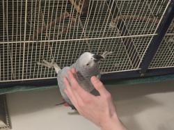 תוכי חכם ופעיל אוהב חברה