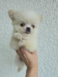 גור ציוואוואה מיני קטן בן