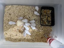 עכברי מעבדה למכירה איסוף מהמרכז