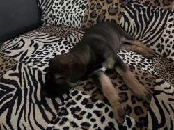 גורה בת חודש וחצי מהממת