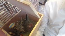 גוזלים ציפורי אהבה יפים וחמודים