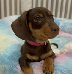 גורת דקסהונד מקסימה מוכנה לאימוץ!