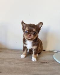 גור צ'יוואווה זכר בצבע שוקולד,