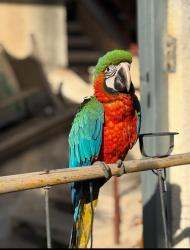 ארה האכלת יד ומטובע בן