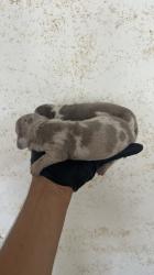 גורי תחש נדירים עם צבע נדיר 