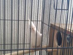 זוג קוקטיילים לבנים יפים ברבייה