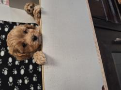 גורי מלטיפו מהממים בני 8