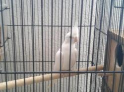 זוג קוקטיילים לבנים יפים ברבייה