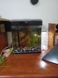 אקווריום עם 4 דגים ,גודל 32 על 22