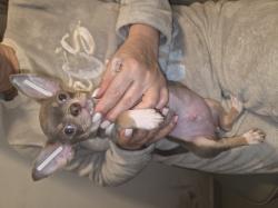 גור צ'וואווה ראש תפוח צבע