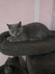 גור בריטי אחרון בן חצי שנה