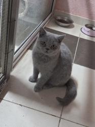 גור בריטי אחרון בן חצי שנה