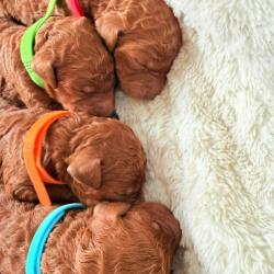 המלטה ביתית של גורי פודל טוי אדומים