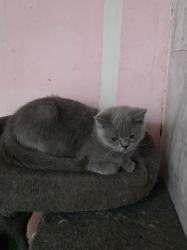 גור בריטי אחרון בן חצי שנה