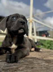 קאנה קורסו גורה מושלמת בת