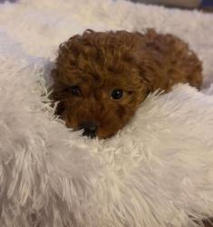 גורים של פודל כולל חיסונים