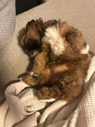 המלטה ביתית של גורי שיפו