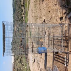 כלוב גדול למכירהמחולק ל6 תאים