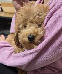 פודל טוי, בן 4 חודשים