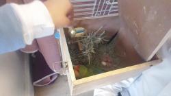 גוזלים ציפורי אהבה יפים וחמודים